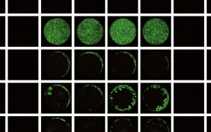 细胞迁移（Cell Migration）实验