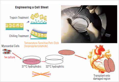 图片：开发利用心肌细胞片的心肌再生治疗法……